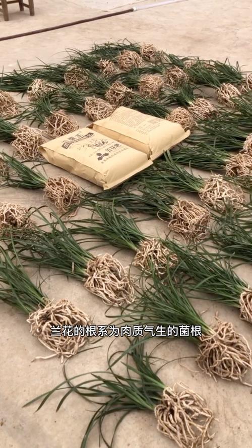兰花植料选对路,兰花自然叶茂花繁