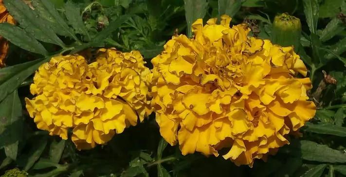 花繁叶茂~opop手机拍摄